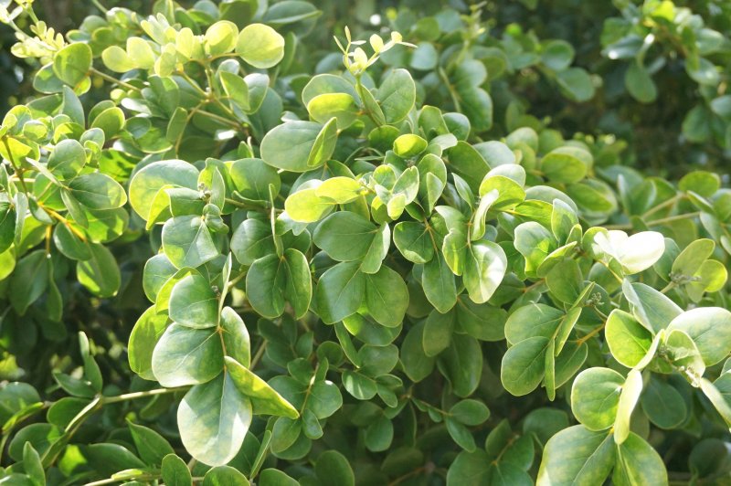 Guaiacum officinale срез