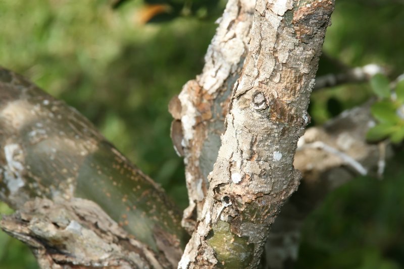 Lignum vitae дерево