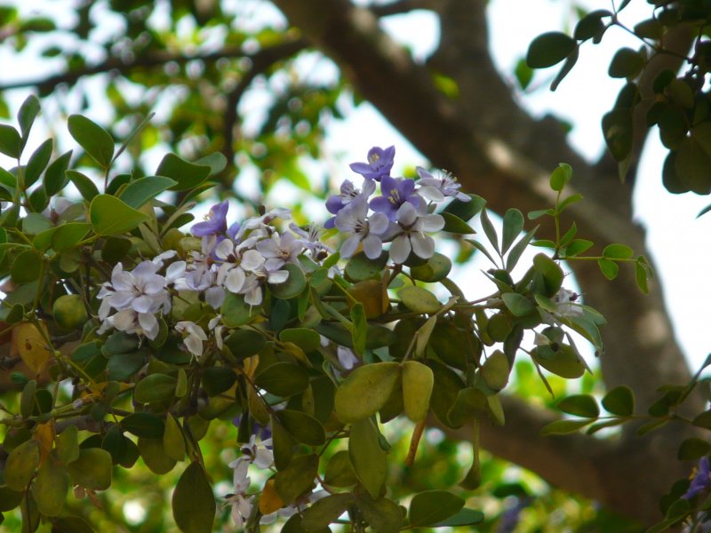 Гваякум Guaiacum officinale