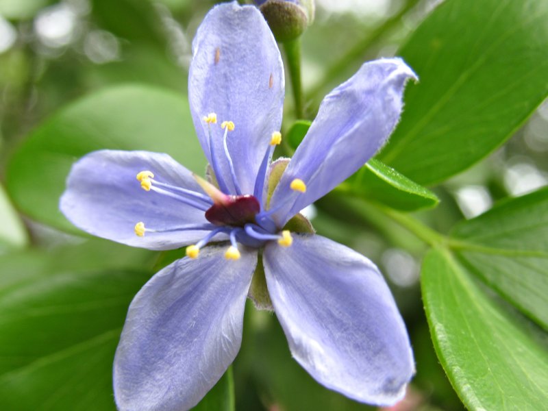 Guaiacum Sanctum