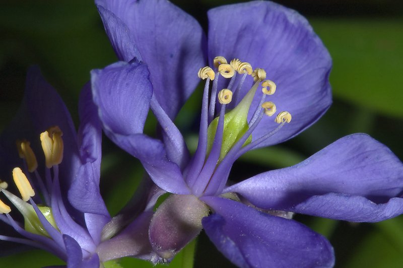 Guaiacum officinale