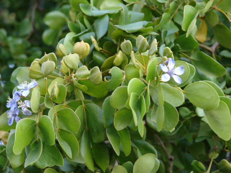 Гваякум Guaiacum officinale