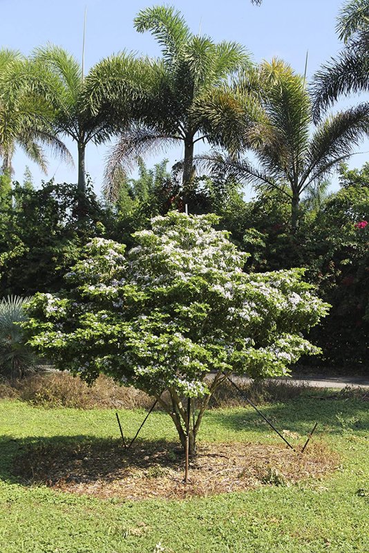 Guaiacum officinale плотность