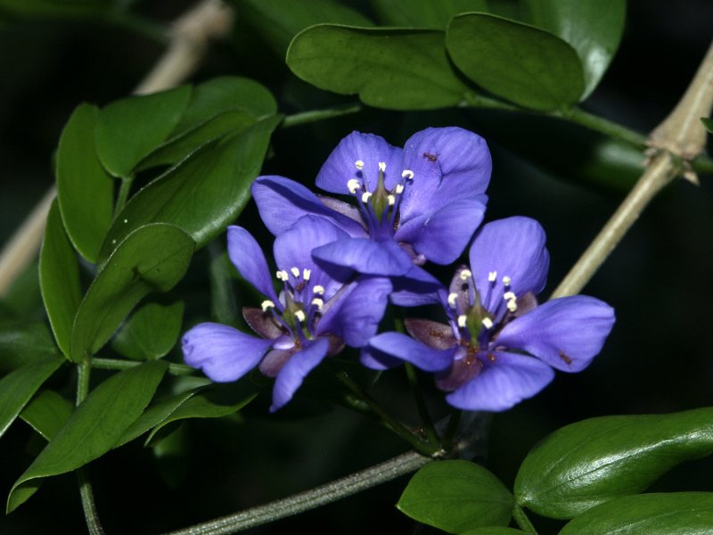 Guajacum officinale l.