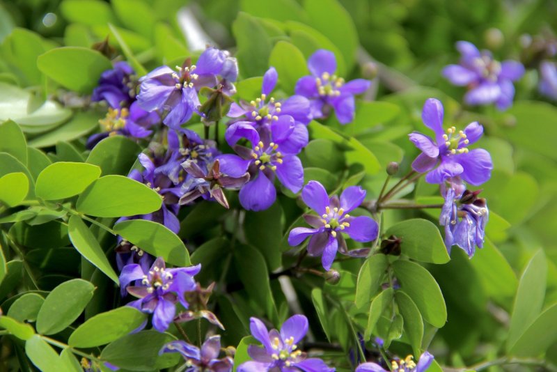 Гваякум Guaiacum officinale