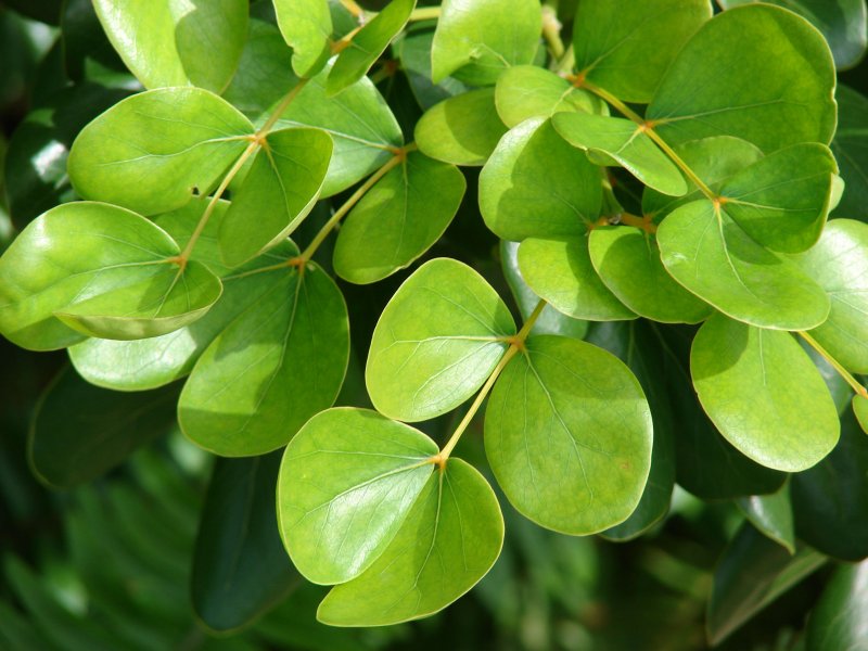 Guaiacum officinale