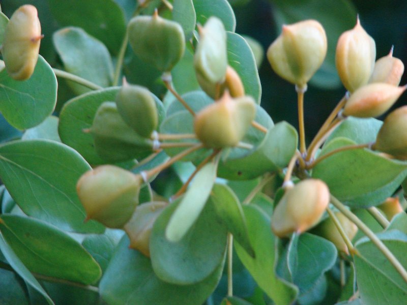 Lignum vitae