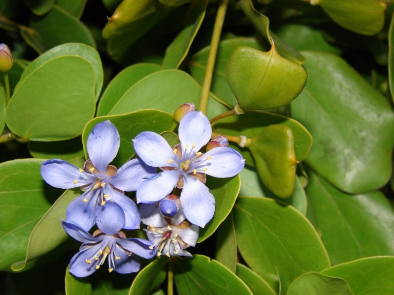 Гваякум Guaiacum officinale