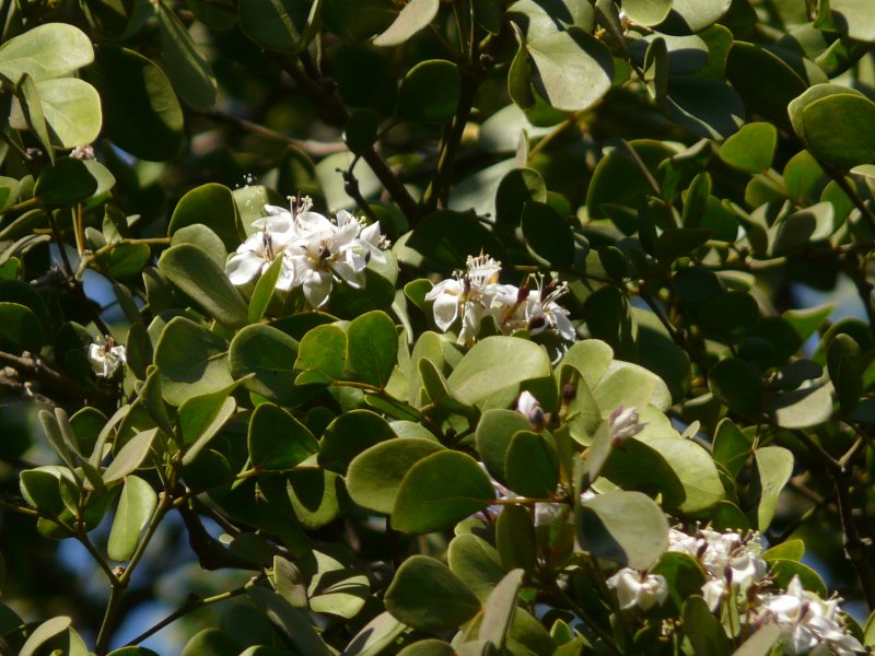 Гваякум Guaiacum officinale