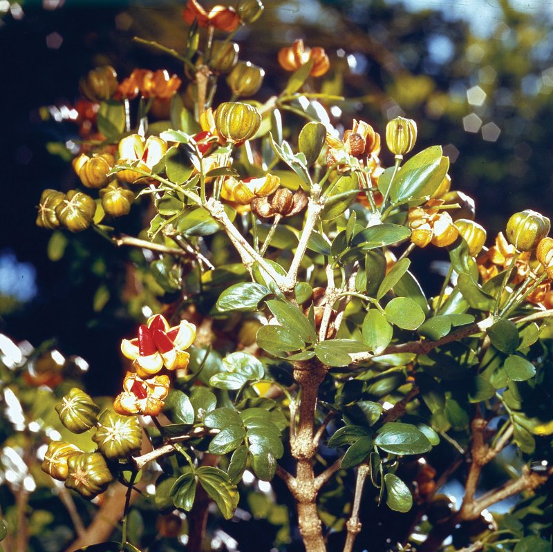 Guaiacum unijugum