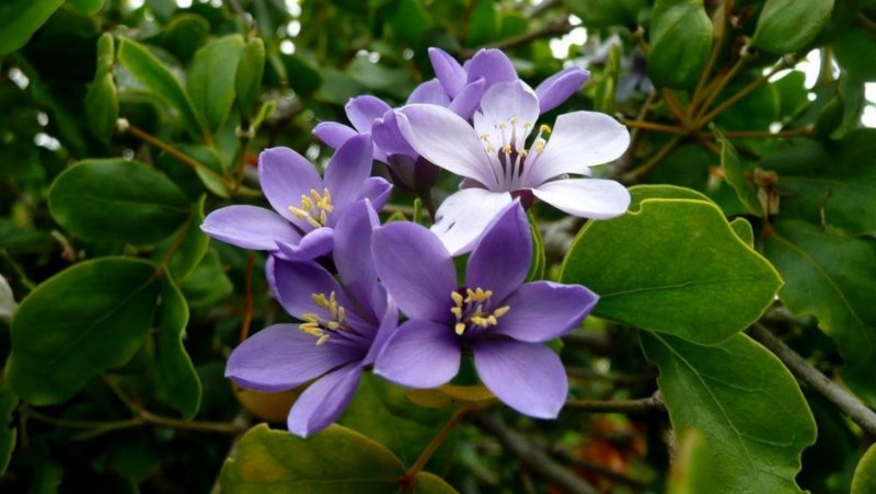 Guaiacum officinale