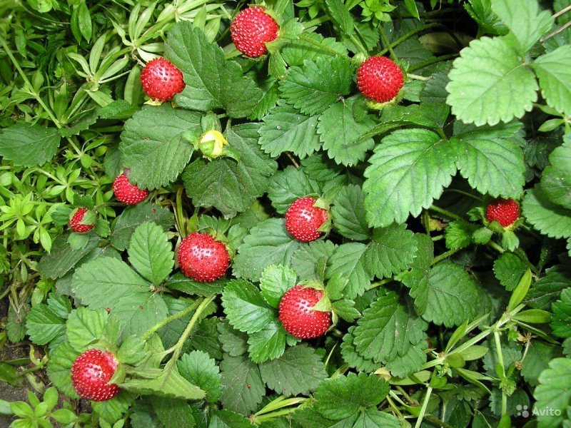 Декоративная земляника (Fragaria)