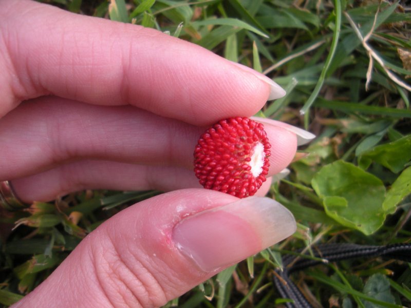 100 Gram Strawberry