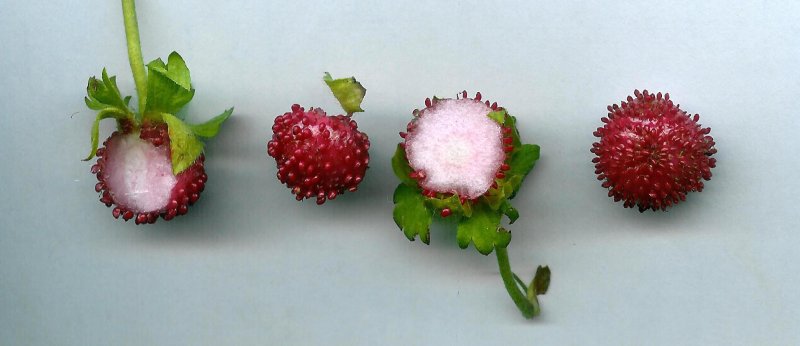Duchesnea Indica плод