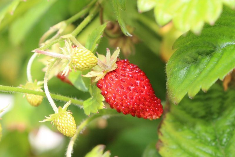 Fragaria Vivara