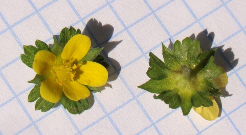 Duchesnea Indica плод