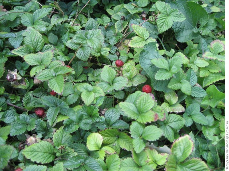 Дюшенея (Duchesnea Indica)