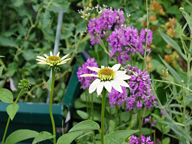 Stachys floridana