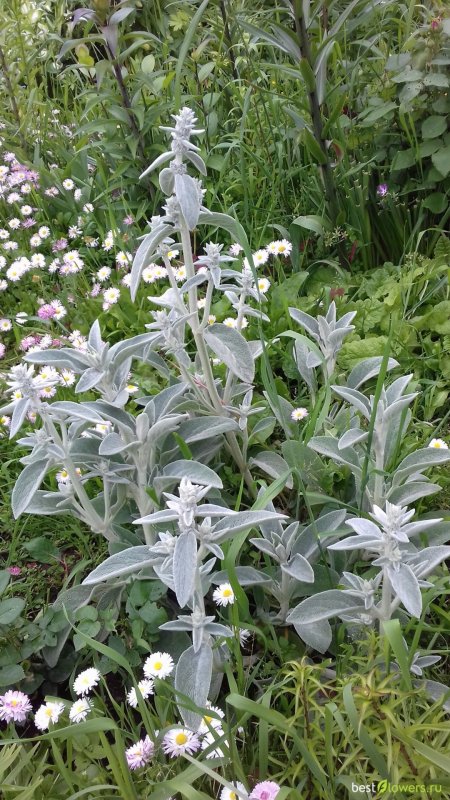 Буквица Бетоника Betonica officinalis