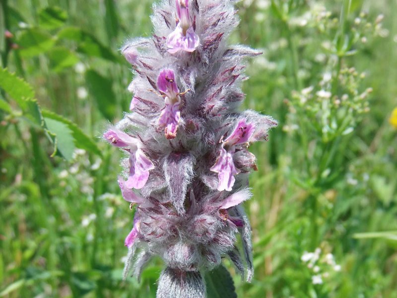 Чистец шерстистый (Stachys Lanata)