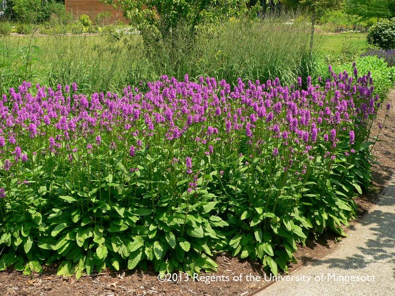Стахис Stachys monnieri Hummelo