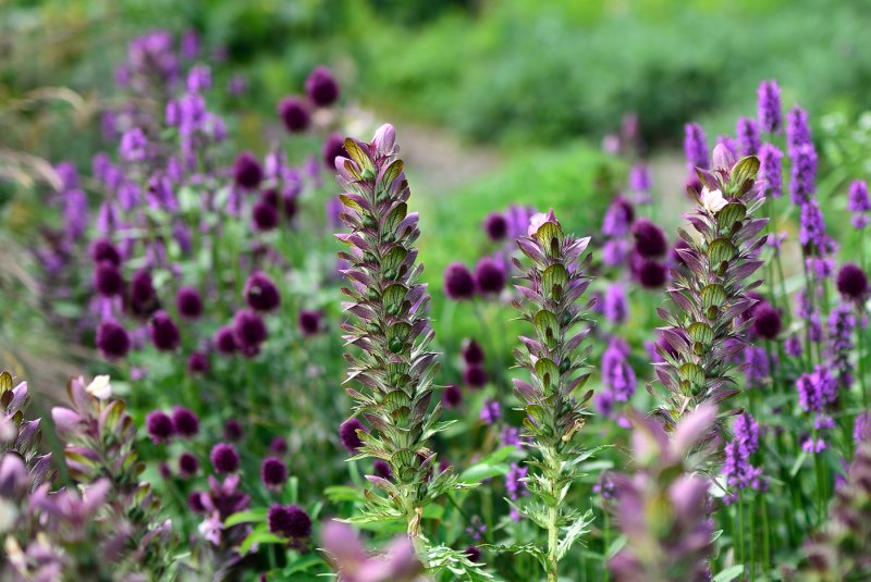 Буквица (Betonica grandiflora)