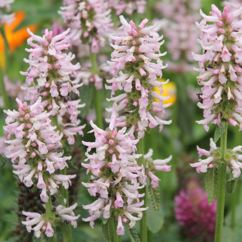Stachys monieri Hummelo