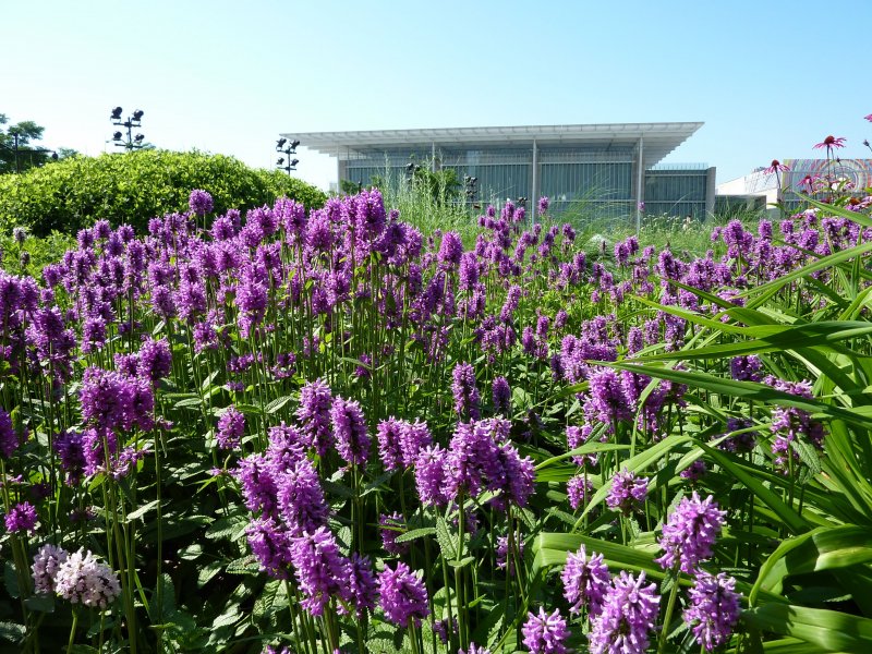 Стахис Stachys monnieri Hummelo