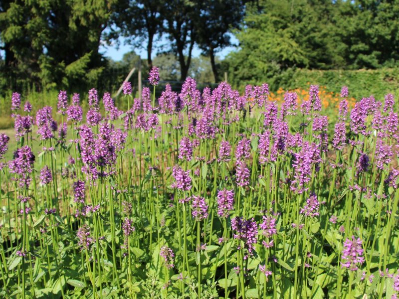 Stachys Hummelo