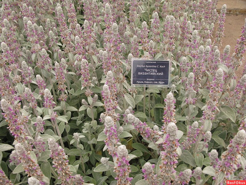 Стахис Монье "Hummelo" / Stachys monieri "Hummelo"