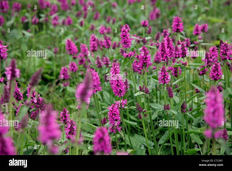 Стахис Stachys Пинк