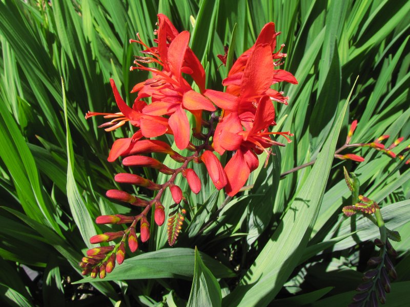 Крокосмия (Crocosmia)