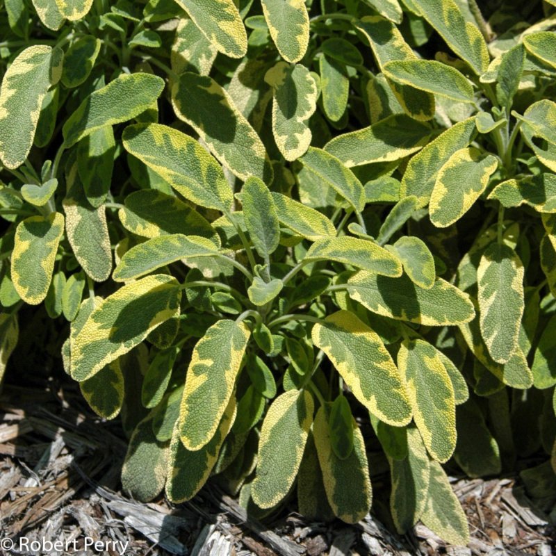 Шалфей Salvia officinalis icterina