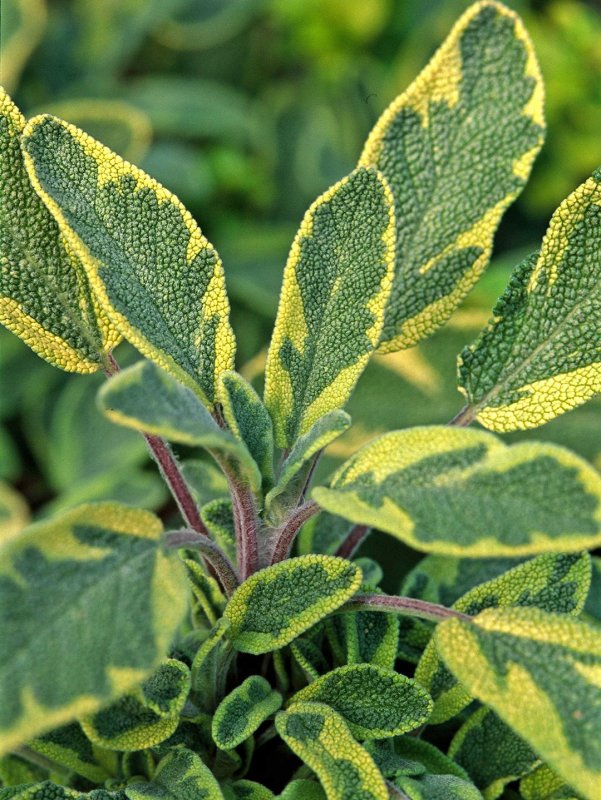 Шалфей Salvia officinalis icterina