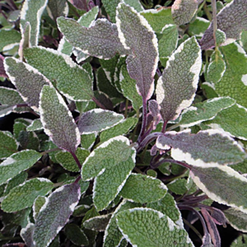 Шалфей Salvia officinalis Tricolor