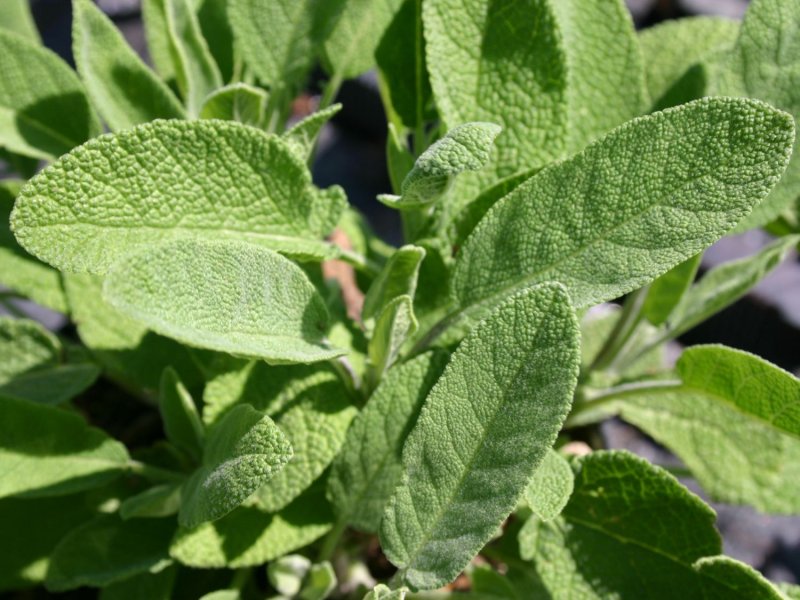 Шалфей Salvia officinalis icterina