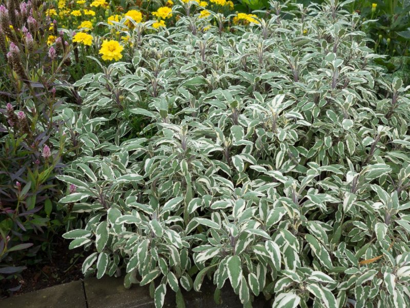 Шалфей Salvia officinalis Tricolor