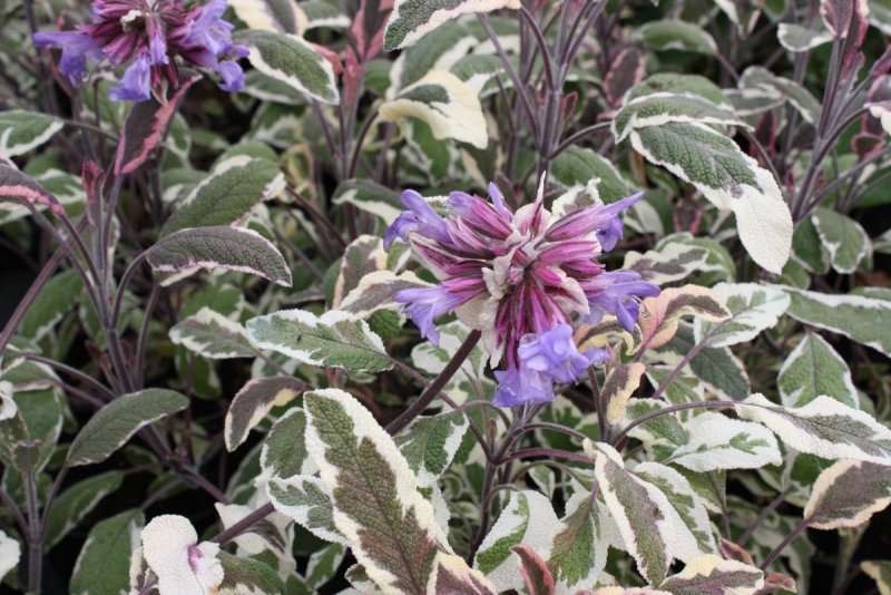 Шалфей лекарственный Tricolor(Salvia officinalis) цветы