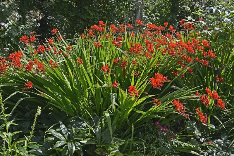 Крокосмия Люцифер (Crocosmia Lucifer)