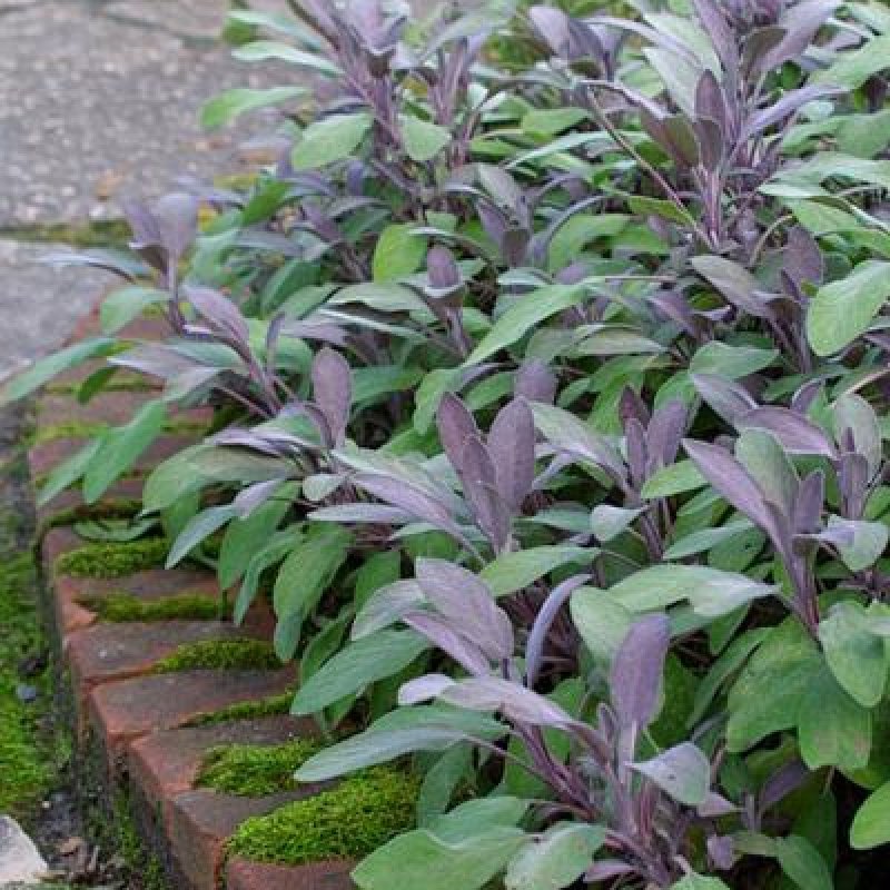 Сальвия PURPURASCENS