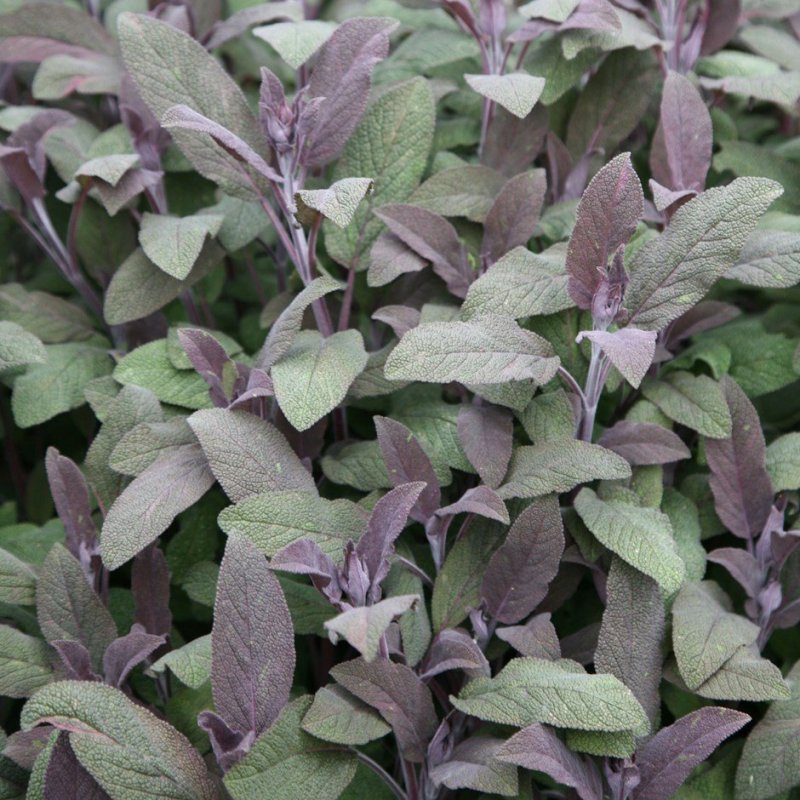 Шалфей Salvia PURPURASCENS