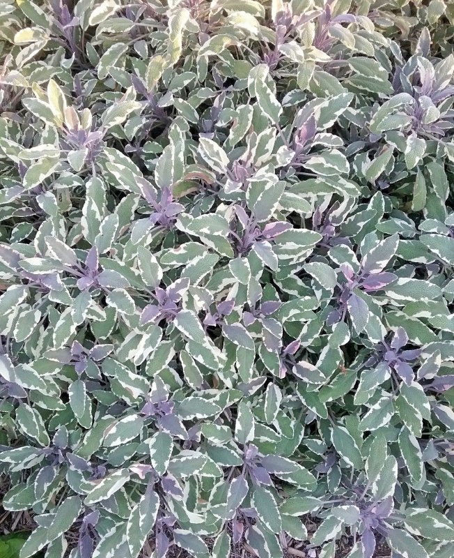 Шалфей Salvia officinalis Tricolor