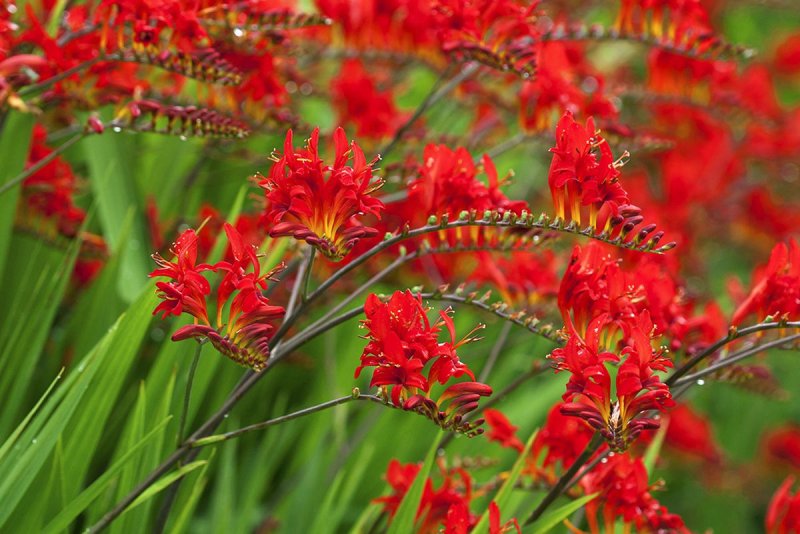 Crocosmia 'Amberglow'