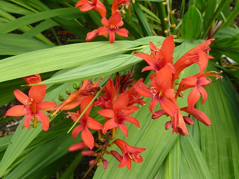 Крокосмия (Crocosmia)
