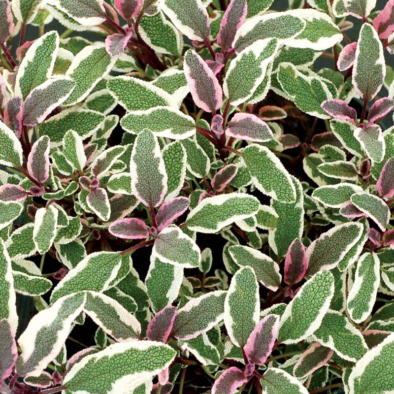 Шалфей Salvia officinalis Tricolor