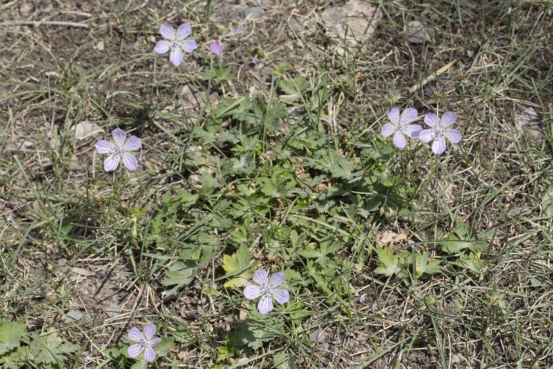 Герань холмовая (Geranium collirtum),