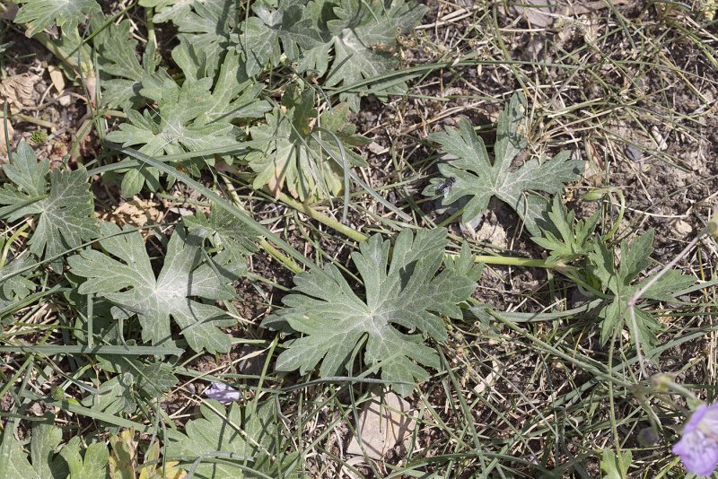 Geranium collinum листья
