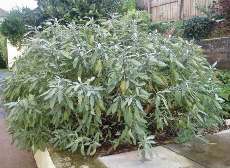 Salvia officinalis PURPURASCENS