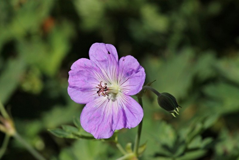 Geranium pratense