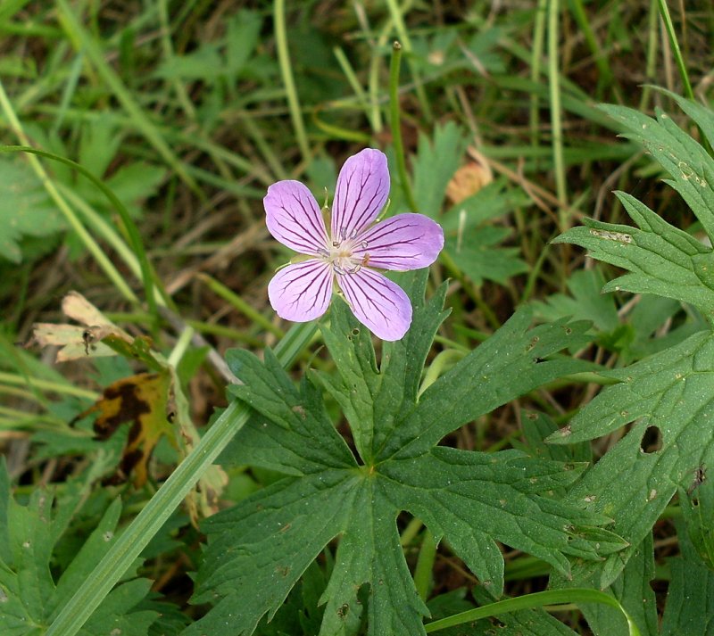 Geranium collinum